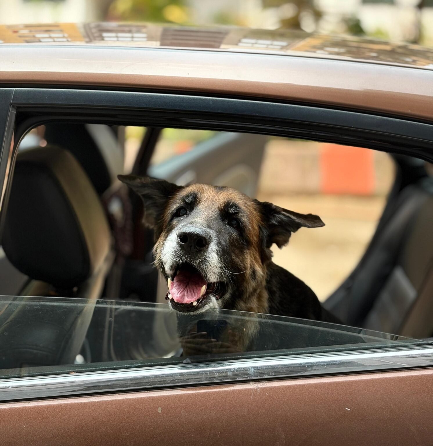 top-2-dog-foods-for-senior-dogs-with-sensitive-stomachs-vet